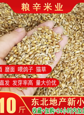 2023年新麦子东北带皮小麦粒营养鸽粮 酿酒猫草鸽子粮食10斤装