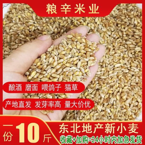 2021年新麦子东北带皮营养鸽粮