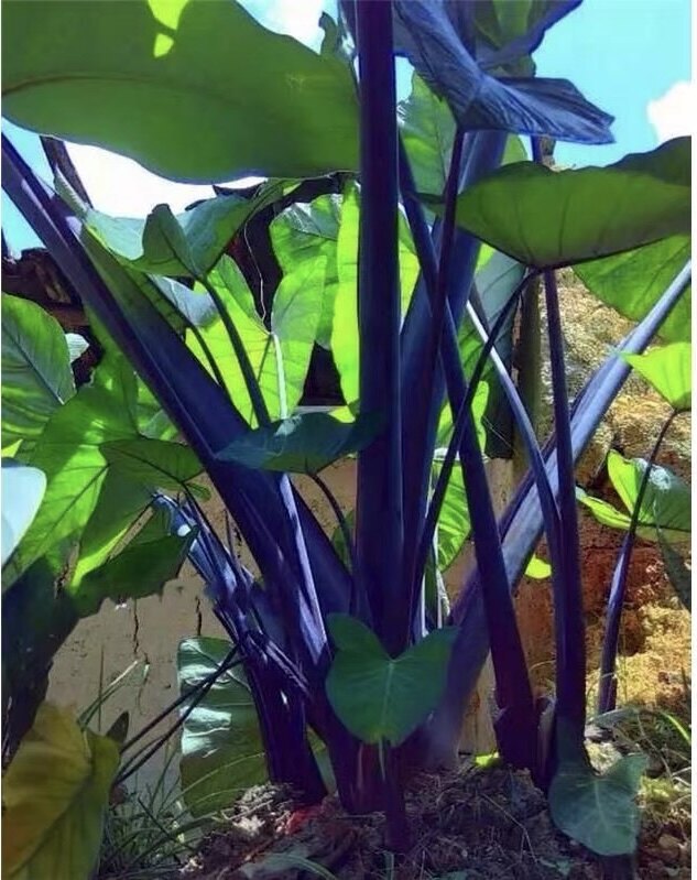 紫色大叶子紫芋大型室内花园观叶植物欧风盆栽绿植净化空气包邮