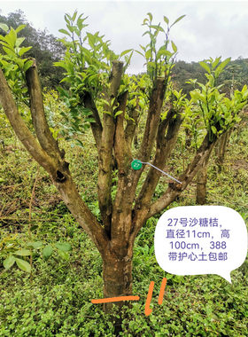 沙糖桔盆栽盆景树沃柑树盆栽盆景沙糖桔大树皇帝柑盆景皇帝柑盆栽