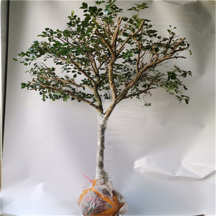 九里香盆景提根就里香老桩风景树室内绿植多花植物花浓香型植物