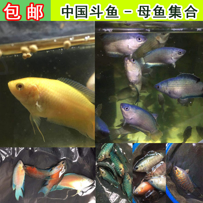 中国斗鱼普叉蓝叉红火蓝火澳火白兔白化红蛇血普改良斗鱼母鱼集合