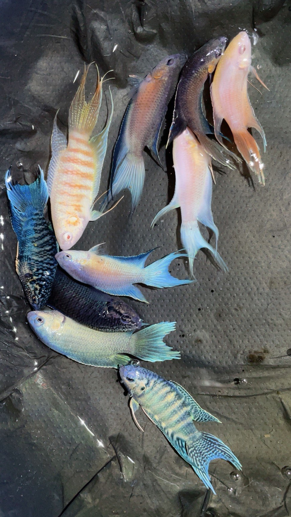 中国斗鱼红火蓝火白兔澳红白化澳火澳蓝蛇血普蛇血蓝白化红火蓝叉