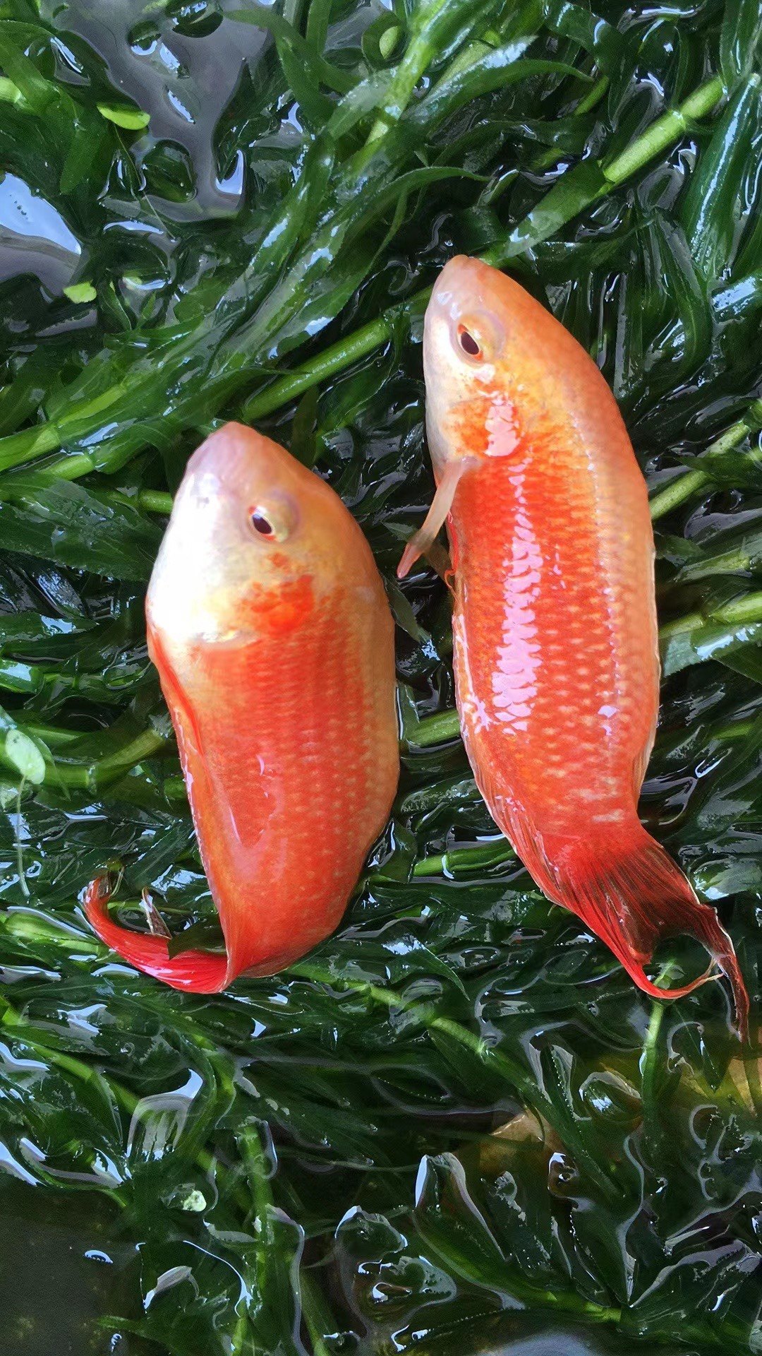 中国斗鱼白化红火焰观赏鱼小型鱼懒人鱼叉尾国斗活鱼包邮淡水鱼