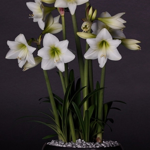 【现货】荷兰进口洋朱顶红种球白色花园White Garden小型种