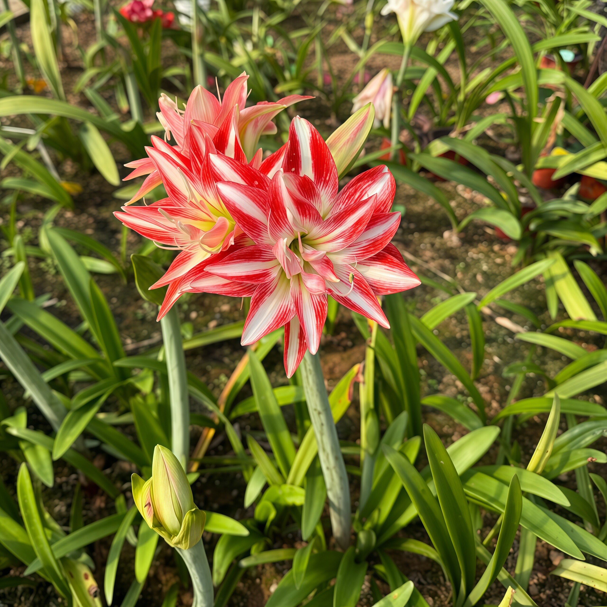 泰华园艺自育朱顶红迷你飞侠