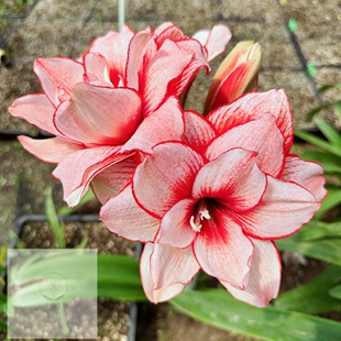 【现货】南非洋朱顶红种球 鬼魅 Joker 重瓣热销多年生 包对版