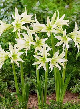 【现货】荷兰进口洋朱顶红种球 白色尼罗河 White Nile