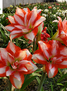 【现货】荷兰洋朱顶红种球异域孔雀Exotic Peacock