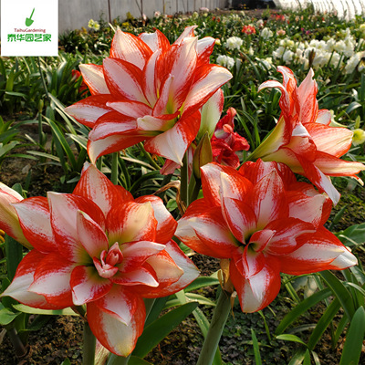 洋朱顶红种球异域孔雀