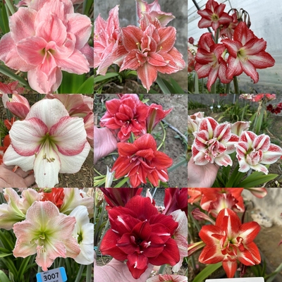 泰华自基地杂交朱顶红种球