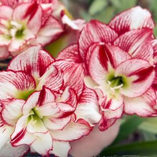 【现货】泰华园艺 自育新品朱顶红 耀武 自然球