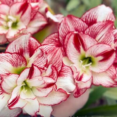 泰华园艺自杂交朱顶红耀武