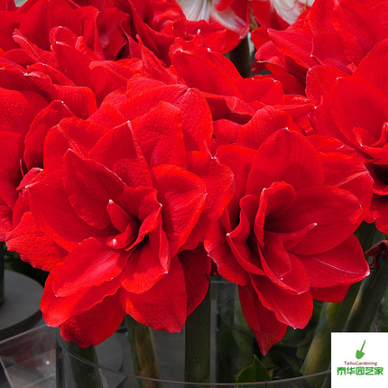 洋朱顶红种球樱桃妮芙