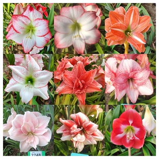 【现货】杂交朱顶红种球泰华自基地杂交混球多色可选朱顶红杂多年