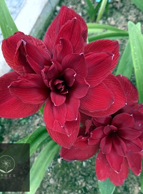 【现货】荷兰洋朱顶红种球 斯嘉丽铃声Scarlet Belle 暗神 自然球