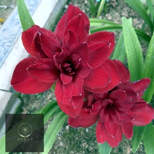 【现货】荷兰洋朱顶红种球 斯嘉丽铃声Scarlet Belle 暗神 自然球