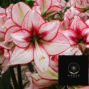 Chiara 奇亚拉 荷兰进口洋朱顶红种球 新品 新到现货