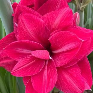 【新到现货】荷兰进口朱顶红种球 粉色交响曲 Pink Symphony