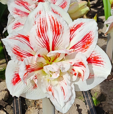 荷兰进口朱顶红种球新品44号