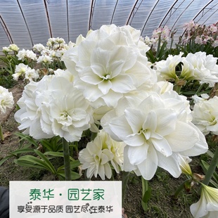 【现货】南非进口洋朱顶红种球 阿弗雷Alfresco开花机器推荐