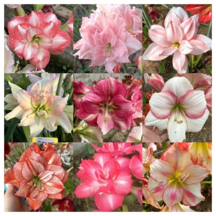 【现货】泰华杂交朱顶红种球自基地荷兰南非秘鲁以色列杂交自育朱