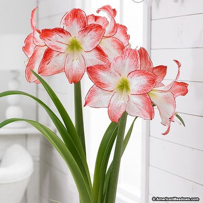 荷兰进口朱顶红种球焦点