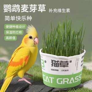 鹦鹉麦芽草粮草盒猫草