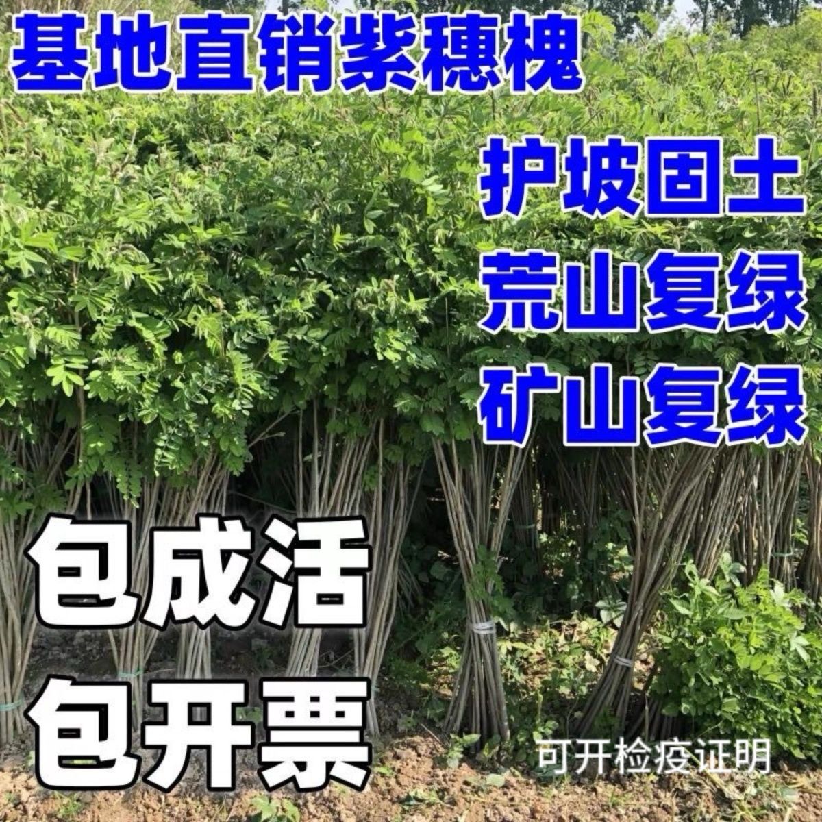 紫穗槐树苗高速铁路护坡紫穗槐小苗荒山复绿护林固土堤坝护坡苗木