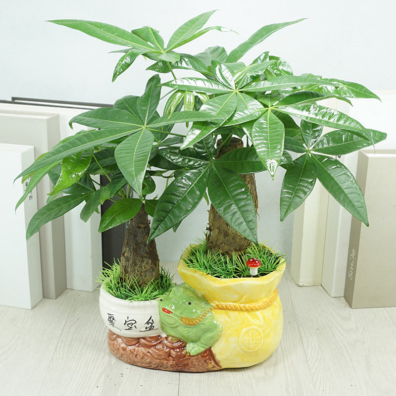 四季发财树桌面花卉室内盆栽植物净化空气绿植办公室小盆景包邮