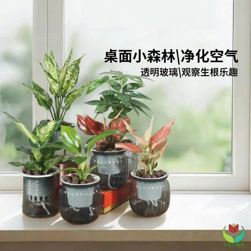 绿萝发财树水培盆栽花卉绿植