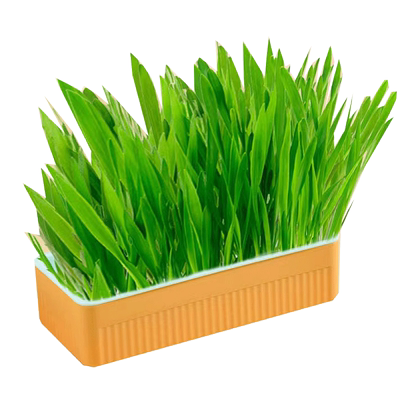 丰富维生素，叶宽多纤维