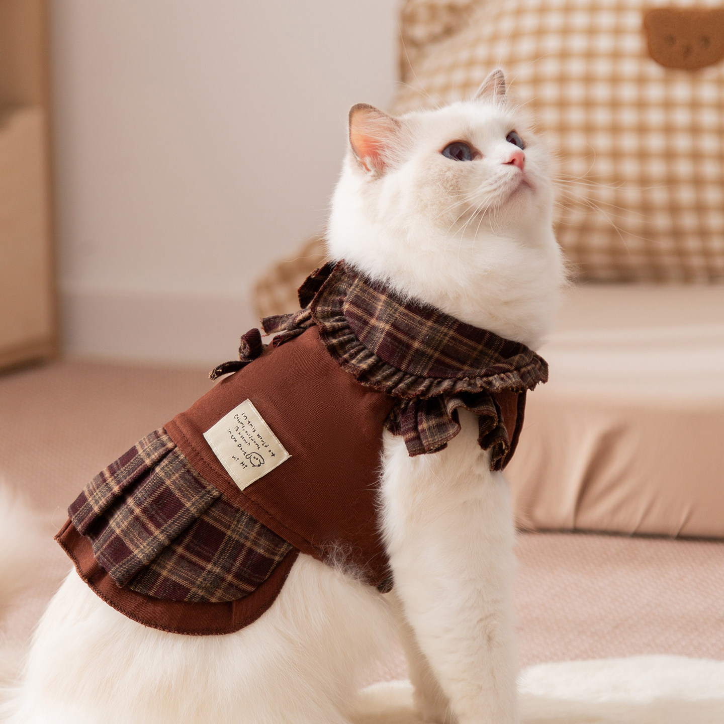 猫咪衣服防掉毛薄款情侣装无毛阿比西尼亚小猫幼猫宠物德文猫衣服