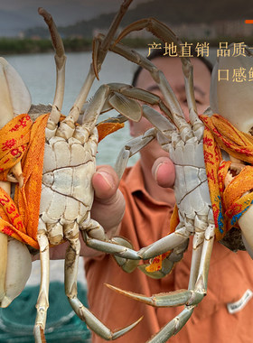 三门青蟹2斤正宗三门青蟹新鲜海鲜鲜活大螃蟹肉蟹膏蟹