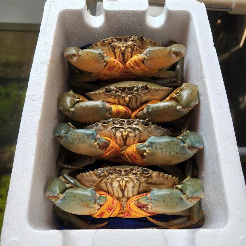 正宗三门青蟹鲜活海鲜包肥包活肉鲟两斤4-5只装水产螃蟹小娘蟹