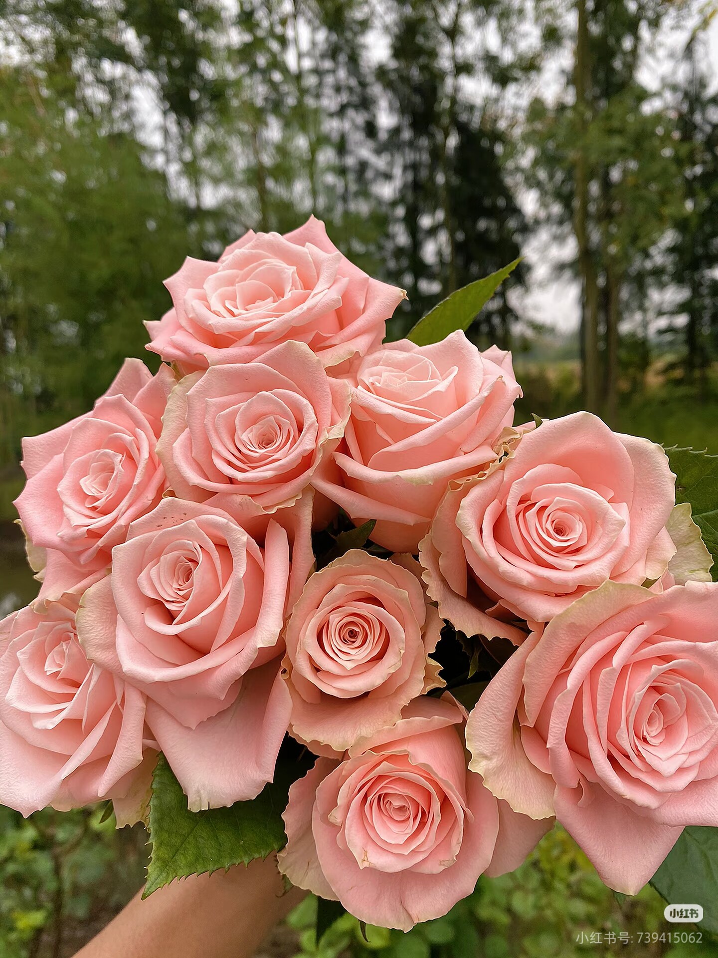 稀有杏仁奶糖玫瑰花云南直发批发鲜花束送人真花 瓶插花水养花