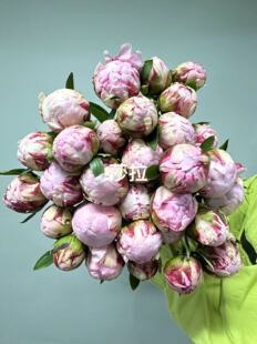 荷兰进口芍药莎拉老忠诚佛罗伦萨精品花材芍药花鲜切花家庭养花