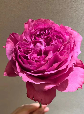 紫色伊芙伯爵或称粉色香水玫瑰10支全场三件起包邮发货顺丰