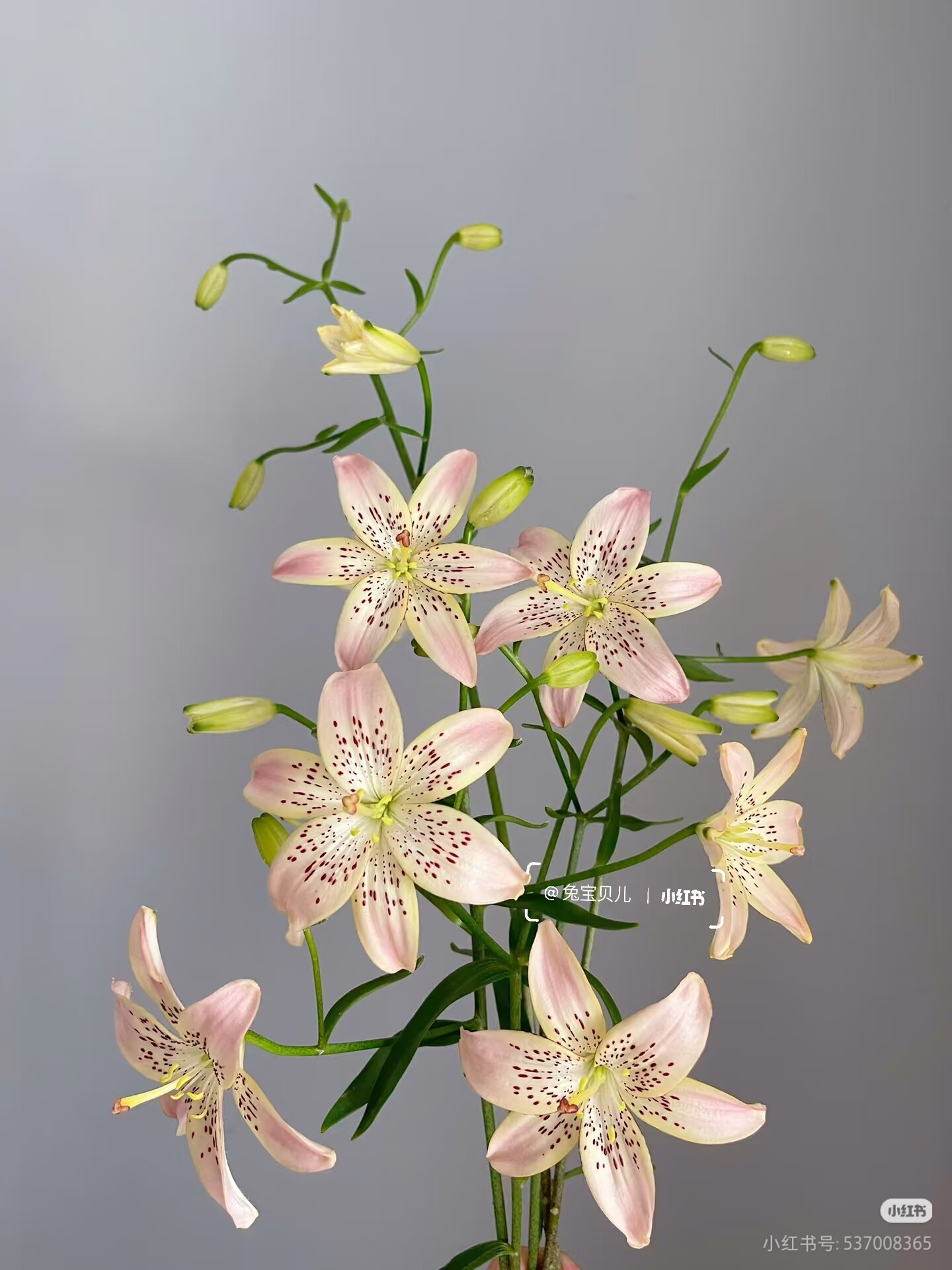 花饰胸花迷你百合花鲜切花百合花鲜切花