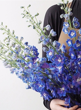 5支A级紫色大飞燕开花纯洁高贵送保鲜剂养护留长杆发货 ​