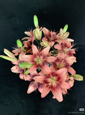 草莓事件东方亚百合1束鲜切花花束柔美高级感新鲜结婚轻奢家居