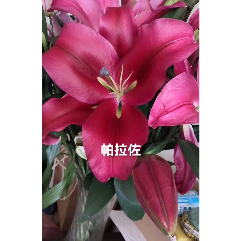香水百合帕拉佐花苞大品质好紫外线不够强烈可能上色深浅不同