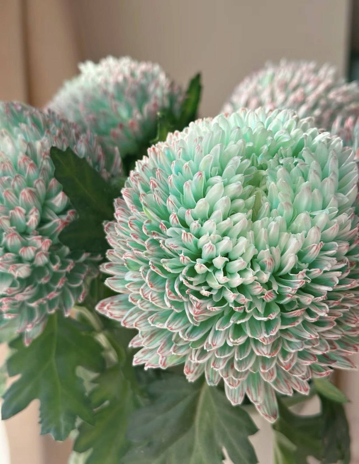 丰岛牡丹菊抹茶绿火爆的网红款大号牡丹菊花期至少20天以上