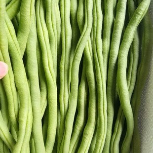 新鲜蔬菜豆角无筋豆四季豆角小金豆云南架豆王现摘现发