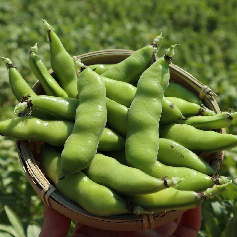 新鲜蚕豆胡豆云南新鲜现摘蚕豆胡豆带壳罗汉豆新鲜兰花豆嫩蚕豆,水产肉类/新鲜蔬果/熟食,新鲜豆类,淘宝优惠券,粉丝福利购,淘宝优惠卷