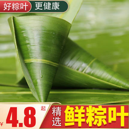 粽叶新鲜大号 家用粽粑叶 商用粽子叶 箬叶包粽子100片真空竹叶棕
