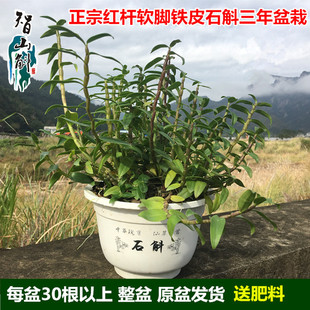 三年生铁皮石斛苗盆栽 铁皮枫斗 鲜条 红杆软脚 驯化苗大种苗盆景