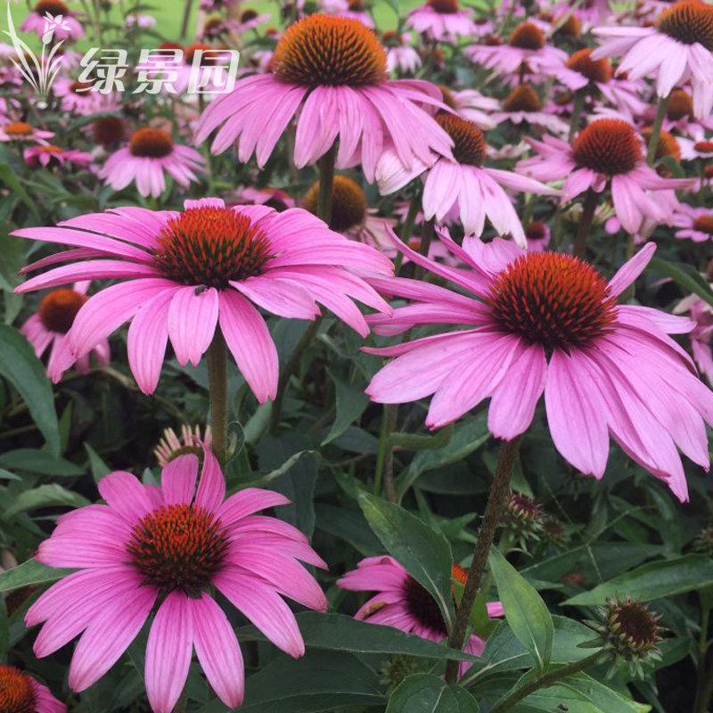 宿根景观工程绿化易活紫松果菊