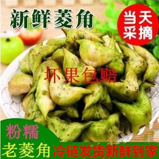 苏北特产溱湖新鲜青菱角带壳嫩老菱角野生两角小菱角现摘发货