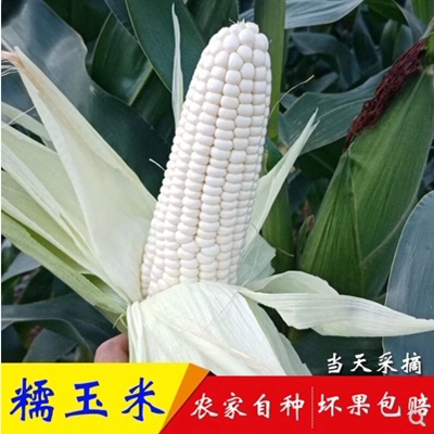 苏北农家新鲜蔬菜甜嫩带皮白糯甜玉米黏粘棒子生苞米粑粑5斤现摘
